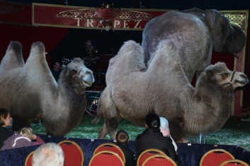 Cirkus trapez - kamel